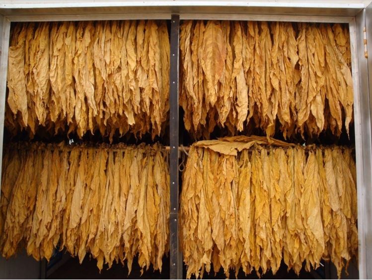 Industrial Dehydrator Machine